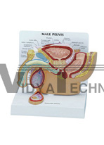 The model of male pelvic cavity